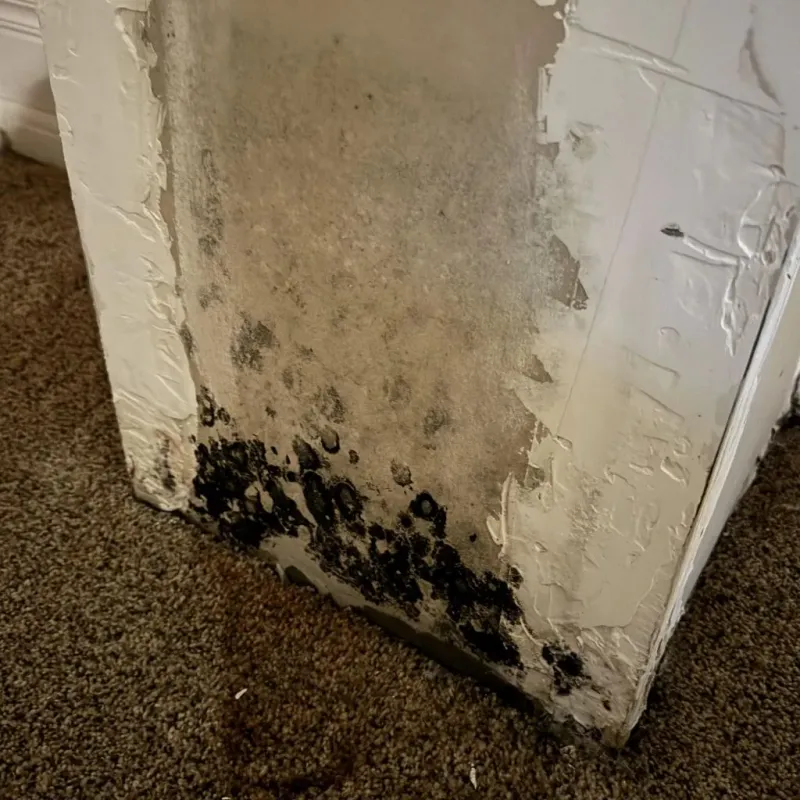 Professional Mold Removal in Barry, IL
